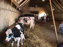Moooooo !!!