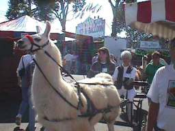 The Llama's are here !!