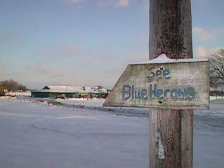Come see the Blue Herons